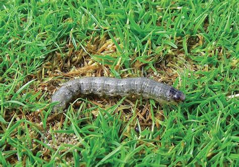 Black Cutworm Identification Life Cycle Facts And Pictures