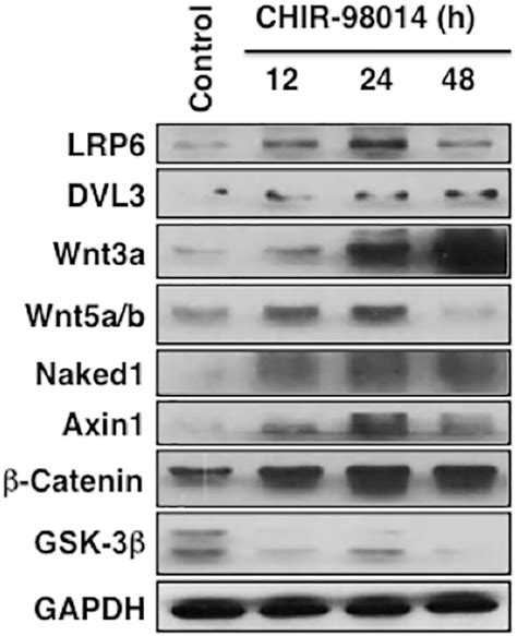 Ferutinin Directs Dental Pulp Derived Stem Cells Towards The Osteogenic