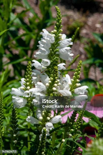 Batang Bunga Putih Dari Physostegia Virginiana Atau Tanaman Patuh Putih