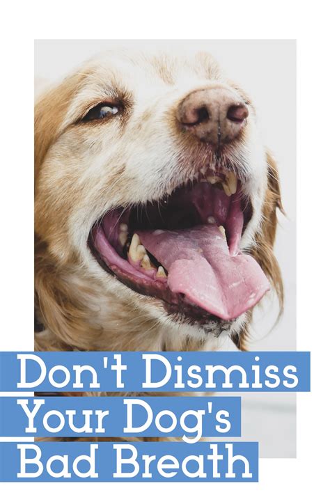 Why Does My Dog S Breath Smell Like Dirty Feet at William Deas blog