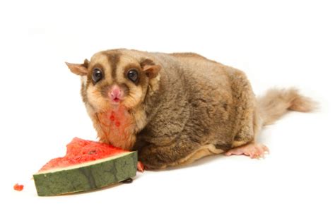 Fat Sugarglider Eatting Melon Stock Photo - Download Image Now ...