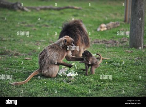 Animals in wildlife sanctuary Stock Photo - Alamy