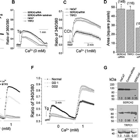 Ca Influx In Hacat Cells And Dd Keratinocytes A Tg Stimulated