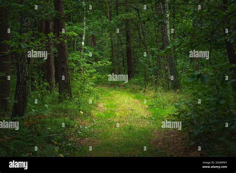 Creepy Forest Path