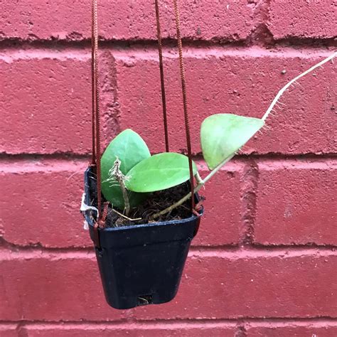 Hoya Mindorensis Pg12 Plant Mybageecha
