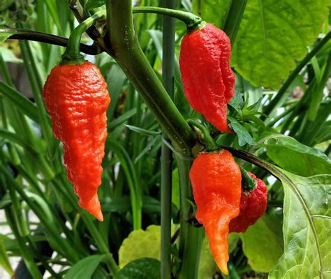 Green Carolina Reaper Pepper Centralbezy