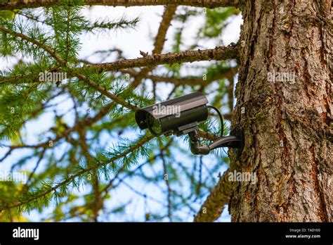 Surveillance Camera On The Tree Hidden Camera In The Forest Forest