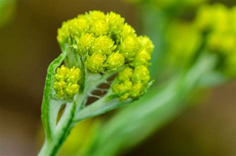 Helichrysum Arenarium Sand Strohblume Helichrysum Are Flickr