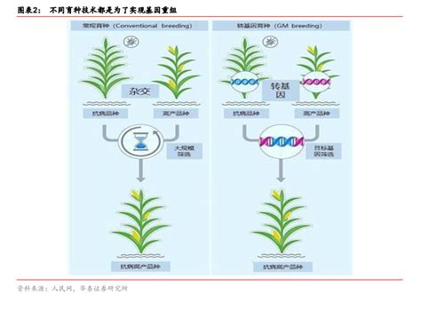 【行业】转基因种子行业研究（26页） 下载更多完整报告 请访问：网页链接 转基因技术是指人为将一种生物的已知功能基因转移到另一种生物体内，使该