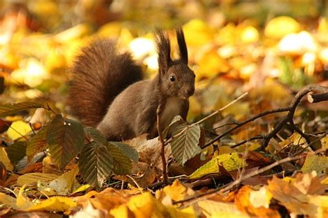 Squirrels in autumn – cutesy – nicu's photoblog