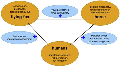 Vaccines for Hendra Virus - Creative Biolabs