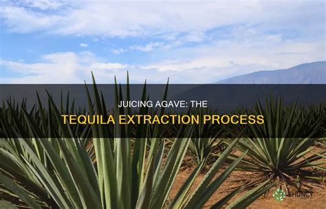 Juicing Agave The Tequila Extraction Process Shuncy