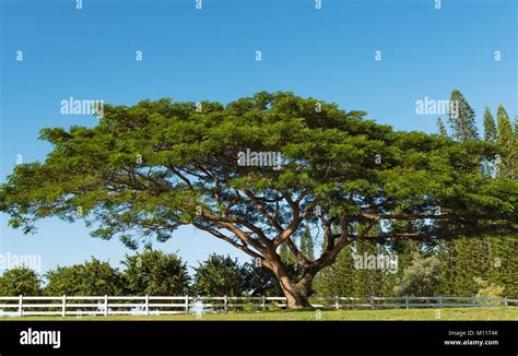 single koa tree acacia koa kauai hawaii Stock Photo - Alamy