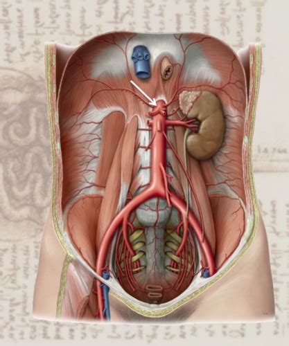 Abdominal Vasculature Flashcards Quizlet