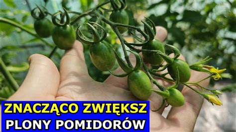 Jak Znacząco Zwiększyć Plony Pomidorów Jeden PROSTY Zabieg Zyskaj