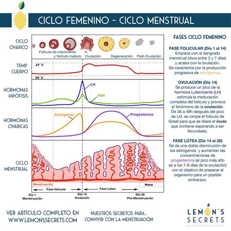 Comprensión del ciclo menstrual femenino a nivel hormonal Ciclo