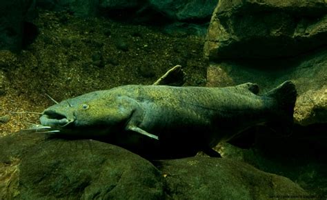 Flathead Catfish Wallpaper | Amazing Wallpapers