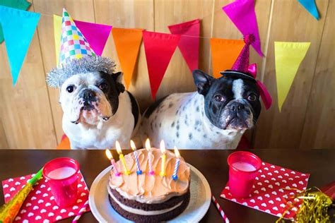 Your Guide to the Ultimate Pet-Friendly Party! | Lone Tree Veterinary ...