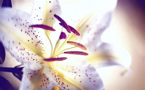 Flower Macro Light Petals Light Coloured Lily Stamens Hd