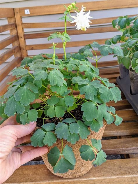 White Aquilegia Columbine Plant Lime Sorbet Live Plant 6 Not