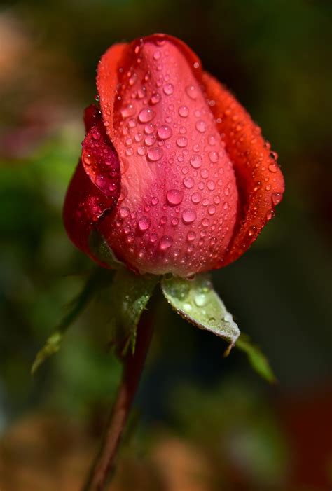 Closed Rose Bud