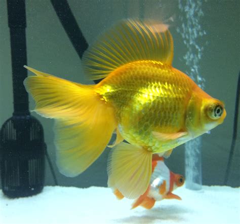 Telescope goldfish ethics - tyredtimes