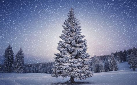 White Winter Tree Background Full HD Donwload | CBEditz