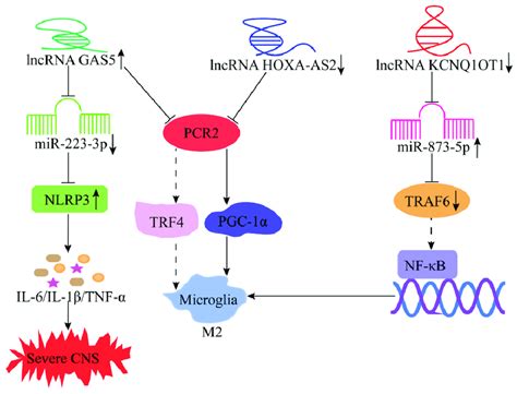 Mechanism Of Lncrnas In The Modulation Of Cns Inflammation Knockdown