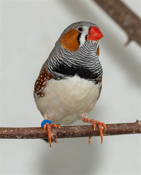 The Basics Of Keeping Finches As Pets Petearnest