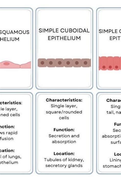 Epithelial Tissues Histology Flash Cards Etsy