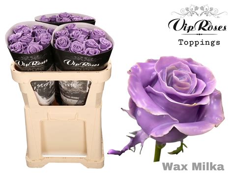 Wax Roses Vip Roses