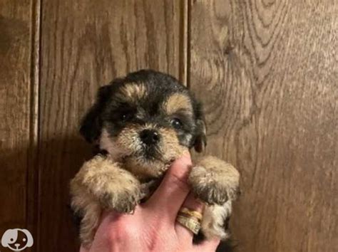 Ready Now Absolutely Stunning Beautifulone Left Teacup Yorkipoo