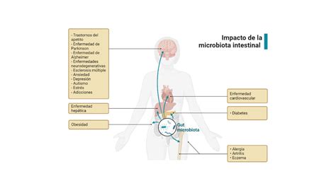 Microbiota Intestinal La Colmena Molecular