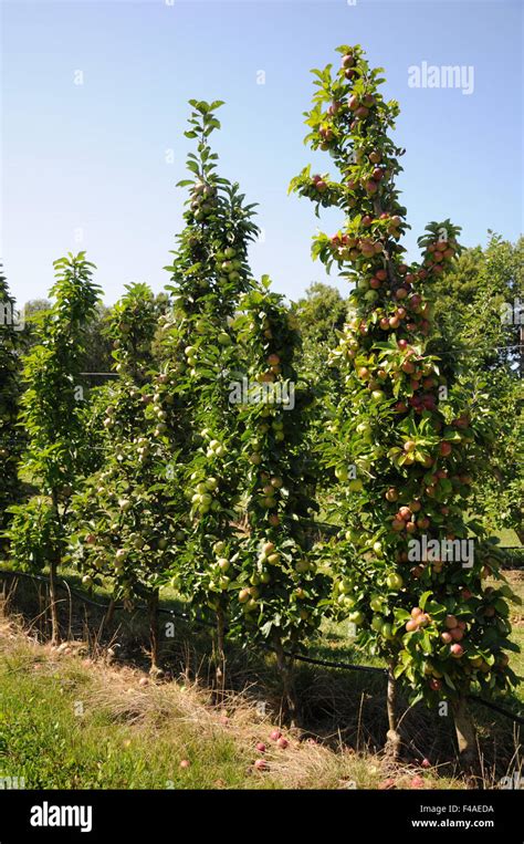 Columnar apple tree Stock Photo - Alamy