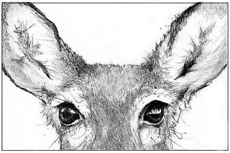 Deer Eyes Drawing at PaintingValley.com | Explore collection of Deer ...