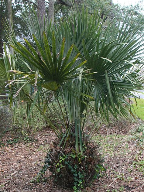 Cold Hardy Needle Palm Tree Rhapidophyllum Hystrix Urban Tropicals