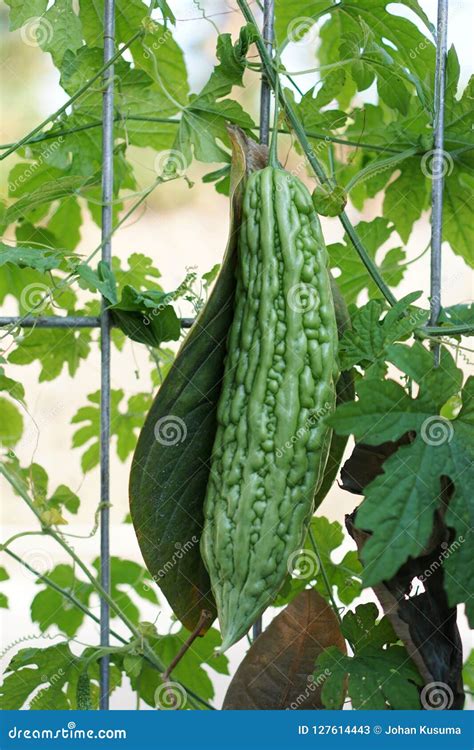 Bitter Gourd Bitter Cucumber Bitter Melon Momordica Charantia Stock