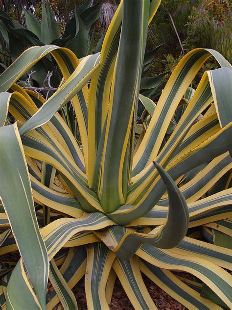 Una Planta Que Florece Una Vez Al Siglo Abre Sus Flores En Un Parque De