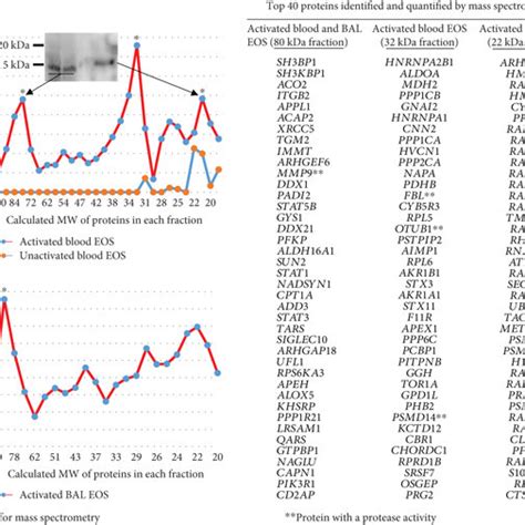 Identification Of Potential Cleavage Sites For Mmp In Il