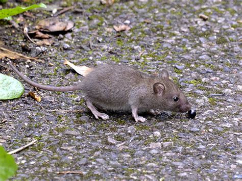 House Mouse Mus Musculus Or Mus Castaneus