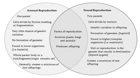 Reproductionsexual And Asexualworksheetpptx