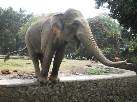 Ragunan Zoo, Favorite Attraction in Jakarta