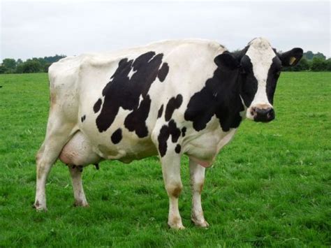 Do Different Cow Breeds Make A Difference To Cheese Quality The