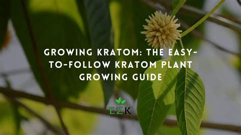 Growing Kratom The Easy To Follow Kratom Plant Growing Guide