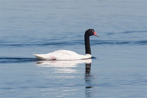 Black-necked Swan - Cygnus melanocoryphus