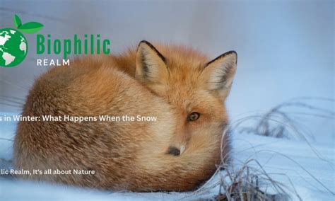 Foxes in Winter: What Happens When the Snow Falls - biophilicrealm.com