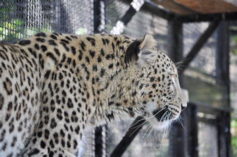 豹型哺乳动物荒野动物园动物界动物猫科农场豹属家庭高清图片下载 正版图片320682468 摄图网