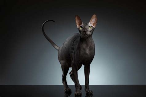 6 Things You Didn T Know About Sphynx Cats