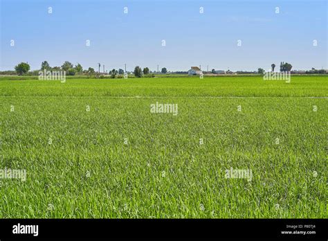 Rice Plant In The Delta Del Ebro Stock Photo Alamy