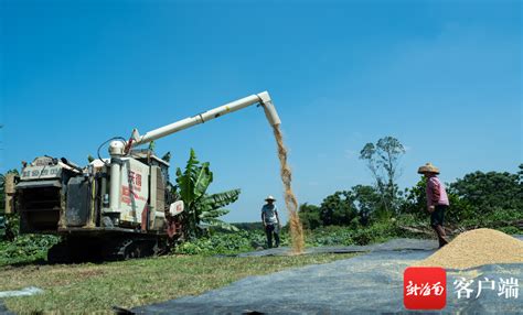 瞰海南丨海口琼山福稻喜获丰收 亩产量1400斤 新闻中心 南海网